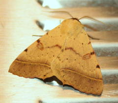 Ctenusa pallida