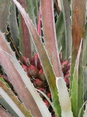 Bromelia karatas