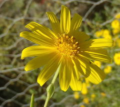 Osteospermum sinuatum sinuatum