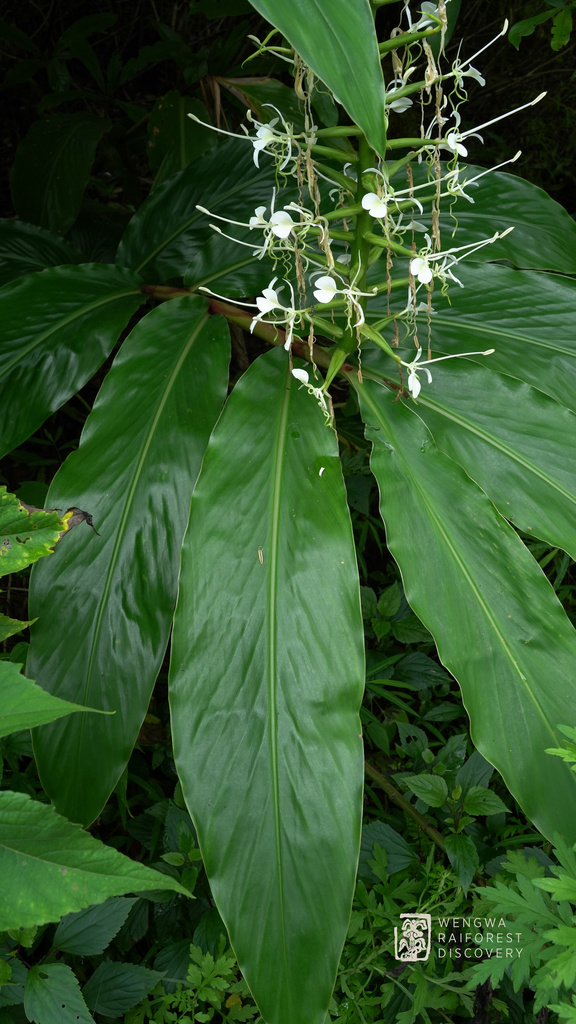 Hedychium forrestii (Hedychium forrestii)