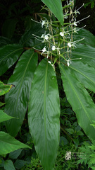 Hedychium forrestii