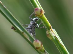 Andrion regensteinense