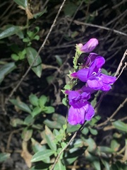 Penstemon platyphyllus