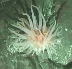 Cribrinopsis fernaldi