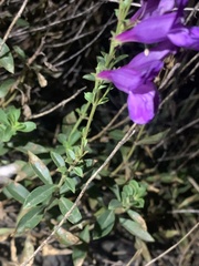 Penstemon platyphyllus