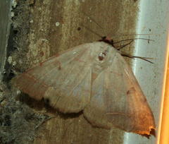 Ctenusa pallida