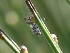 Andrion regensteinense