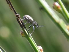 Andrion regensteinense