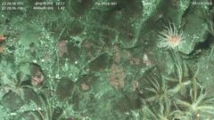 Cribrinopsis fernaldi