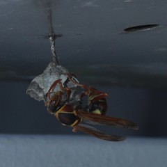 Polistes humilis synoecus