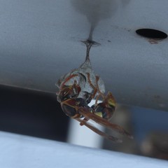 Polistes humilis synoecus