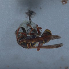 Polistes humilis synoecus