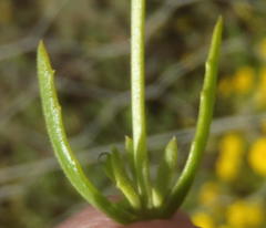 Osteospermum sinuatum sinuatum