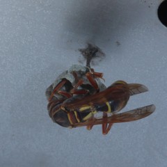 Polistes humilis synoecus