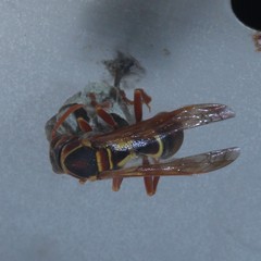 Polistes humilis synoecus