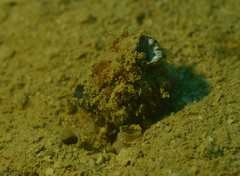 Polycarpa cryptocarpa