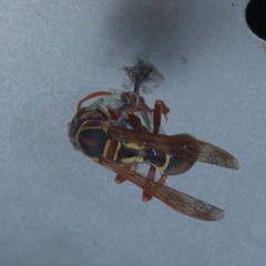 Polistes humilis synoecus