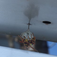 Polistes humilis synoecus