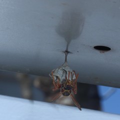 Polistes humilis synoecus