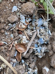 Pacifastacus leniusculus