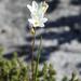 Geissorhiza imbricata bicolor - Photo (c) Andrew Massyn, some rights reserved (CC BY-NC), uploaded by Andrew Massyn