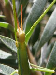 Macynia labiata