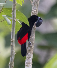 Passerini's Tanager photo 5