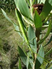 Macynia labiata