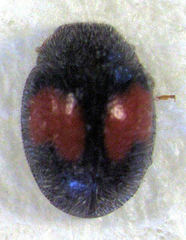Diomus notescens
