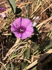 Ipomoea muelleri