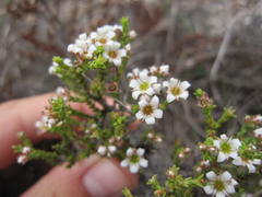 Diosma passerinoides