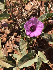 Ipomoea muelleri