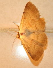 Ctenusa pallida