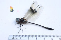 Brechmorhoga praecox