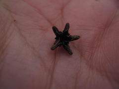 Diosma passerinoides