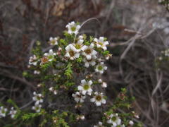 Diosma passerinoides