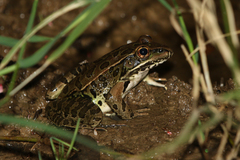 Lithobates yavapaiensis