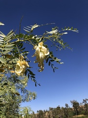 Sesbania formosa