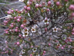 Diosma passerinoides