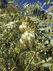 Sesbania formosa