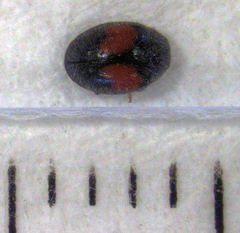 Diomus notescens