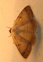 Ctenusa pallida