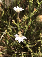 Scaevola parvifolia