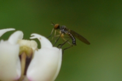 Diptera