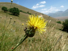 Centaurea arachnoidea