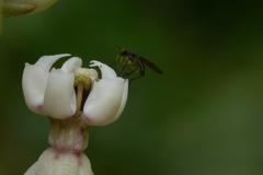 Diptera