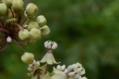 Diptera