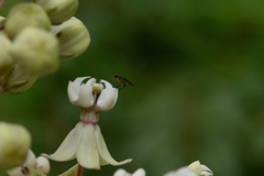 Diptera