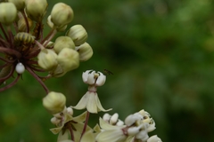 Diptera