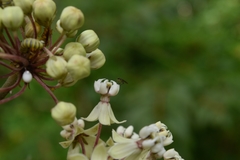 Diptera